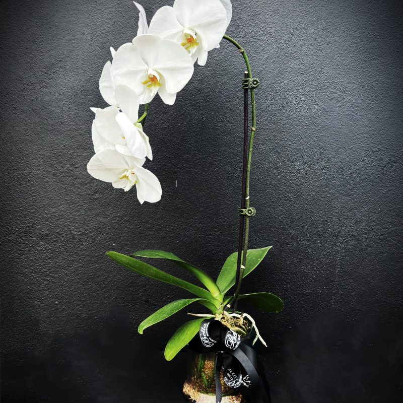 Phalaenopsis
