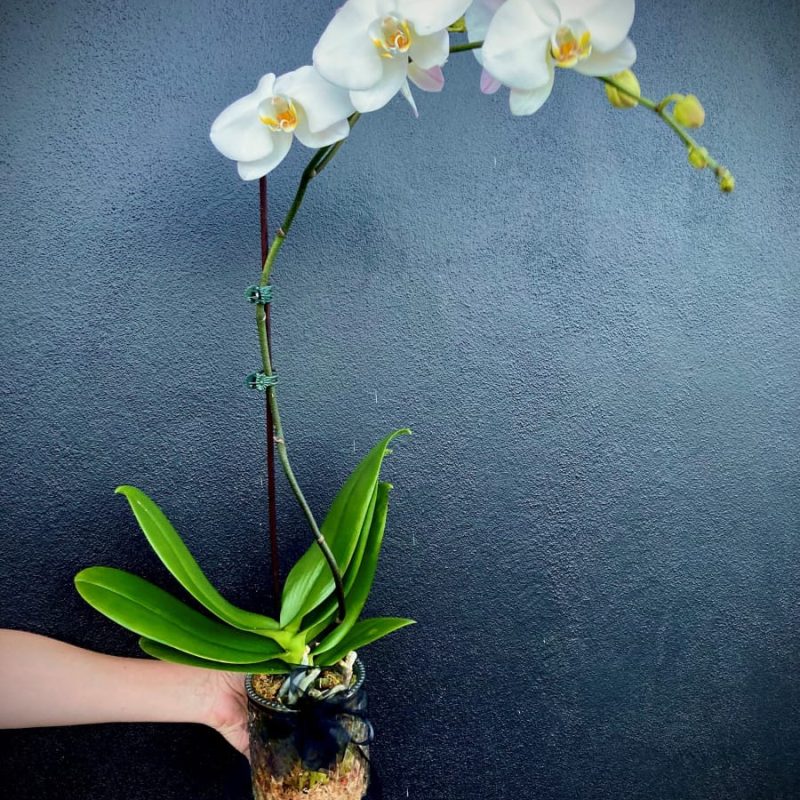 Phalaenopsis