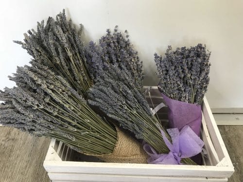 dried-lavender-bunch