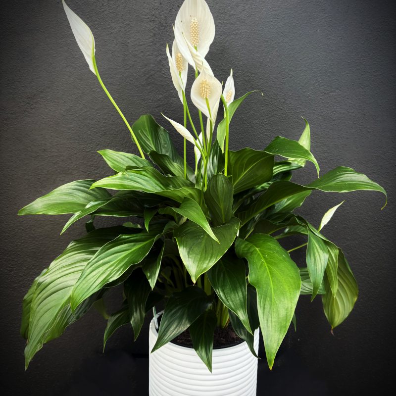 Live Plant